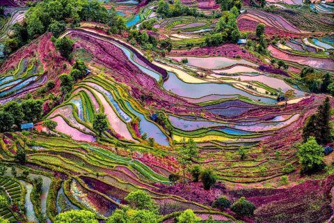 Çin'de Gezilecek Yerler - Yuanyang Pirinç Tarlaları, Yunnan